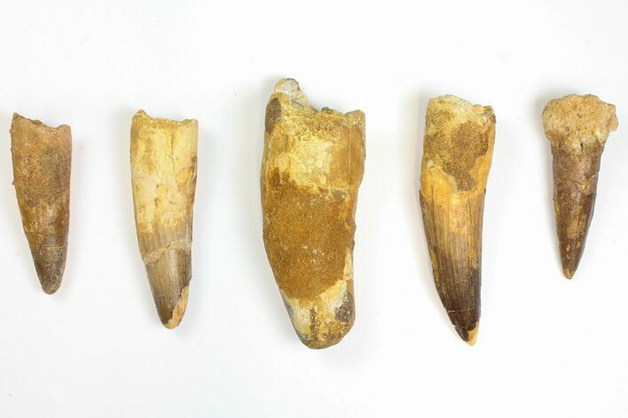 Lot: to Bargain Spinosaurus Teeth - Pieces #141589